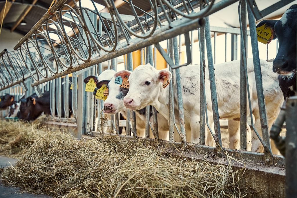 Molkerei in Brandenburg nutzt Fördermittel für Energieeffizienz.